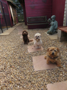 PHOTO: 3 dogs waiting patiently