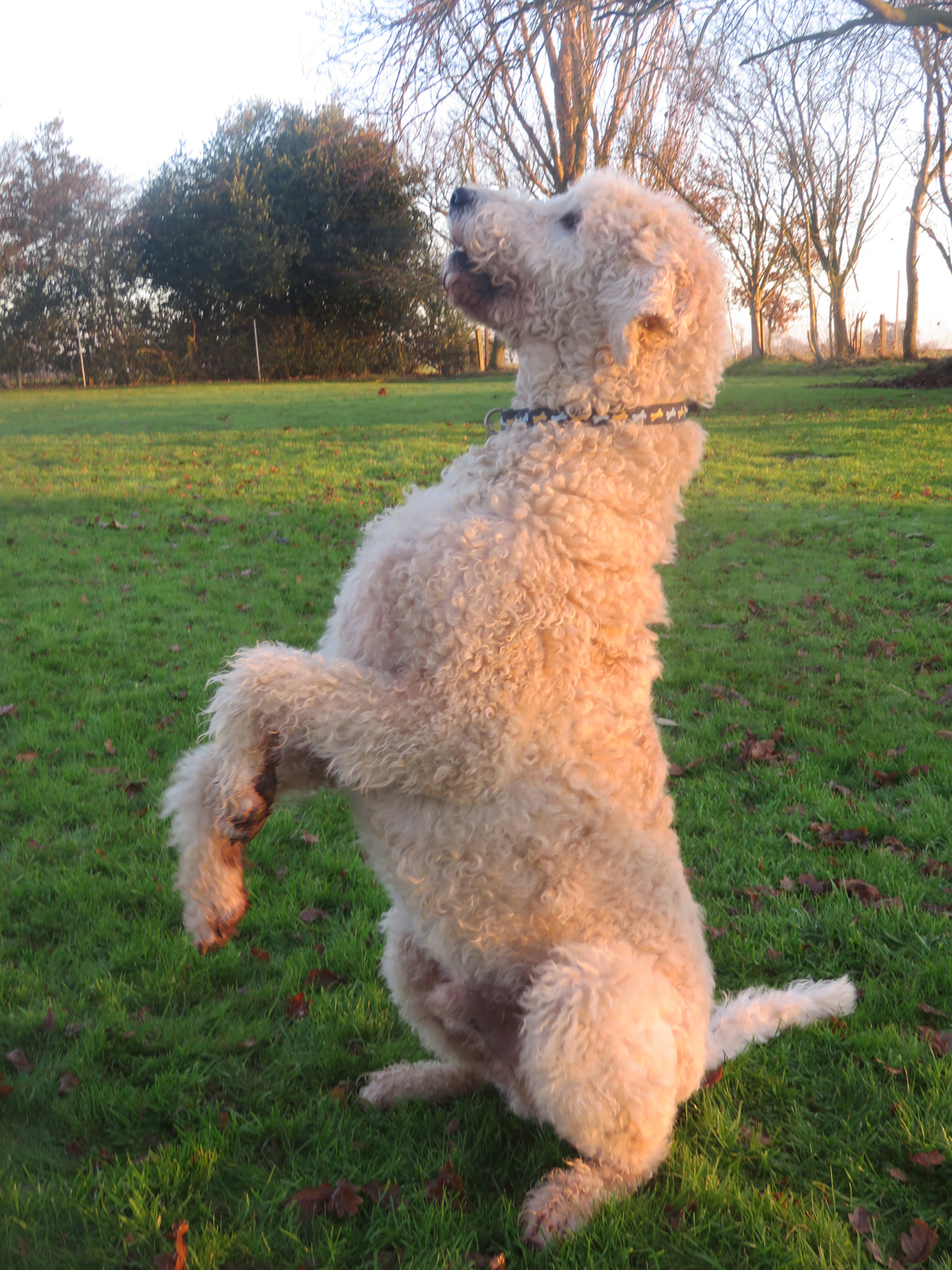 why does my dog sit on his hind legs