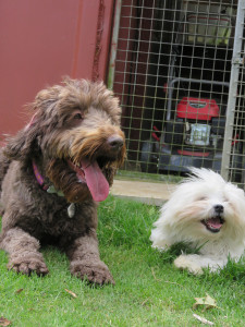 PHOTO: 2 Happy dogs