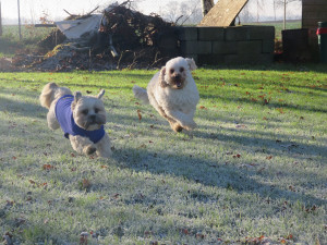 PHOTO: 2 healthy & happy dogs running