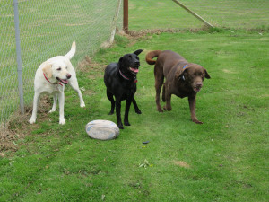 PHOTO: 3 healthy & happy labradors with ball