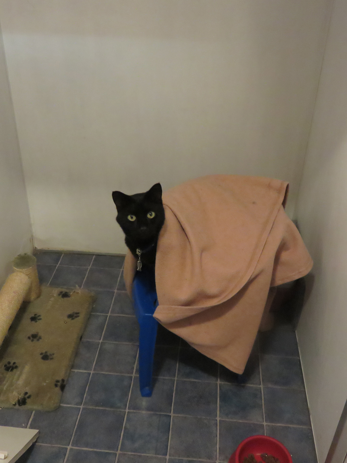 PHOTO: Cat in cat cabin