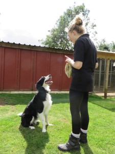 PHOTO - Collie being trained