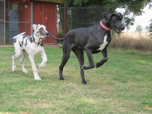 PHOTO - Great Danes chasing