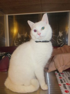 PHOTO - White cat with Red Eye