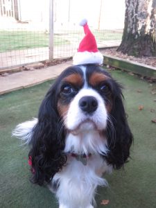 PHOTO tiny Christmas hat on a cute dog