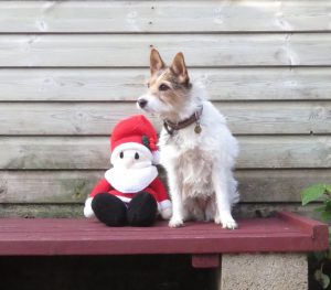 PHOTO a jack Russell sitting with Santa clause 