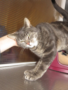 PHOTO: Cat enjoying head rub