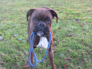 PHOTO: Boxer dog with lead
