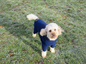 PHOTO: Cute dog in coat