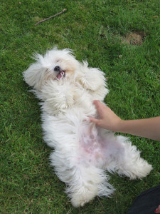 PHOTO: Dog enjoying tummy tickle