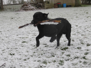 PHOTO: Dog playing with stick