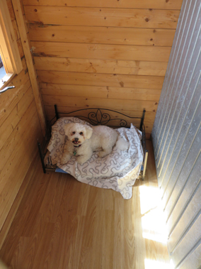 PHOTO - small-dog-kennel