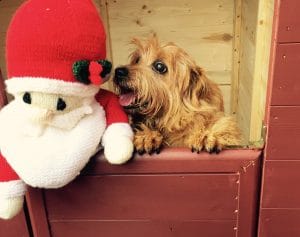 Photo- Norfolk terrier talking to santa clause
